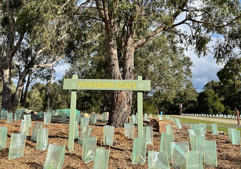 Yarraburn Ashes